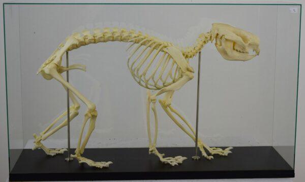 Skeleton New South Wales Koala Bear