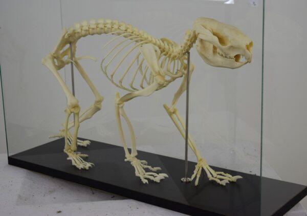 Skeleton New South Wales Koala Bear - Image 3