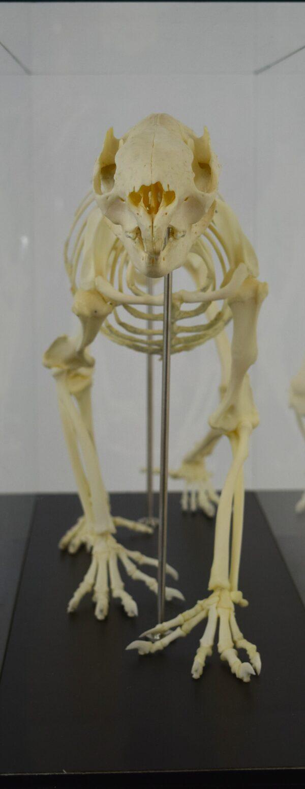 Skeleton New South Wales Koala Bear - Image 4