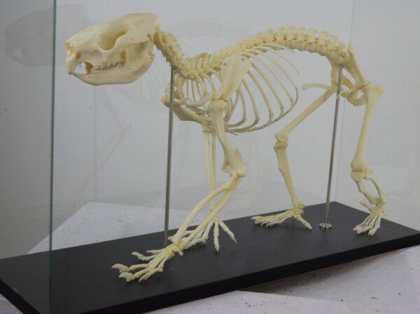 Skeleton New South Wales Koala Bear - Image 6