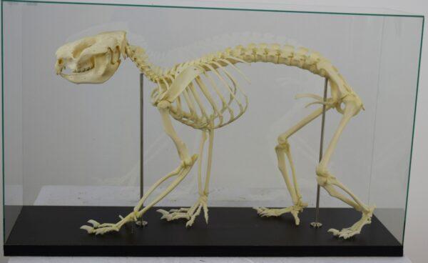 Skeleton New South Wales Koala Bear - Image 7