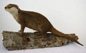 Taxidermy Oriental Small-clawed Otter