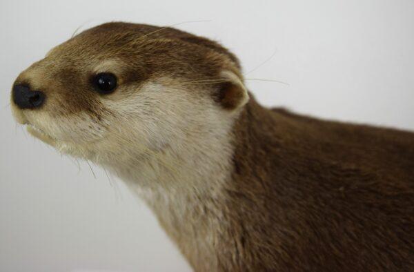 Taxidermy Oriental Small-clawed Otter - Image 2
