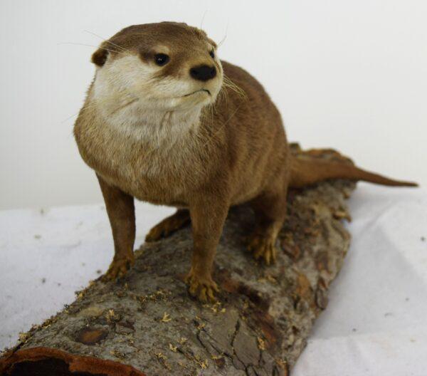 Taxidermy Oriental Small-clawed Otter - Image 3