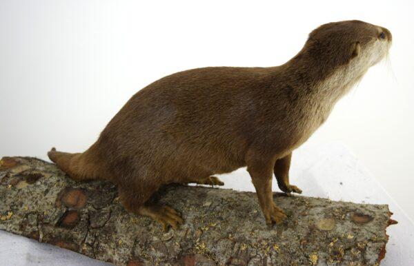 Taxidermy Oriental Small-clawed Otter - Image 4