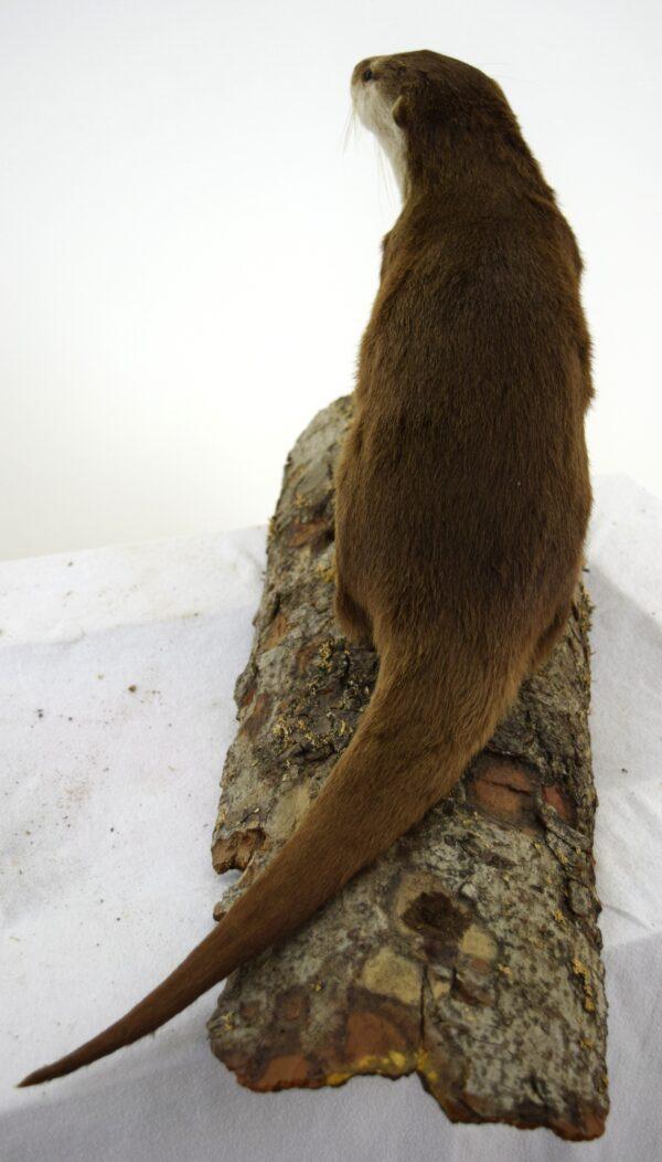 Taxidermy Oriental Small-clawed Otter - Image 5