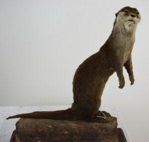 Taxidermy Oriental Small-clawed Otter