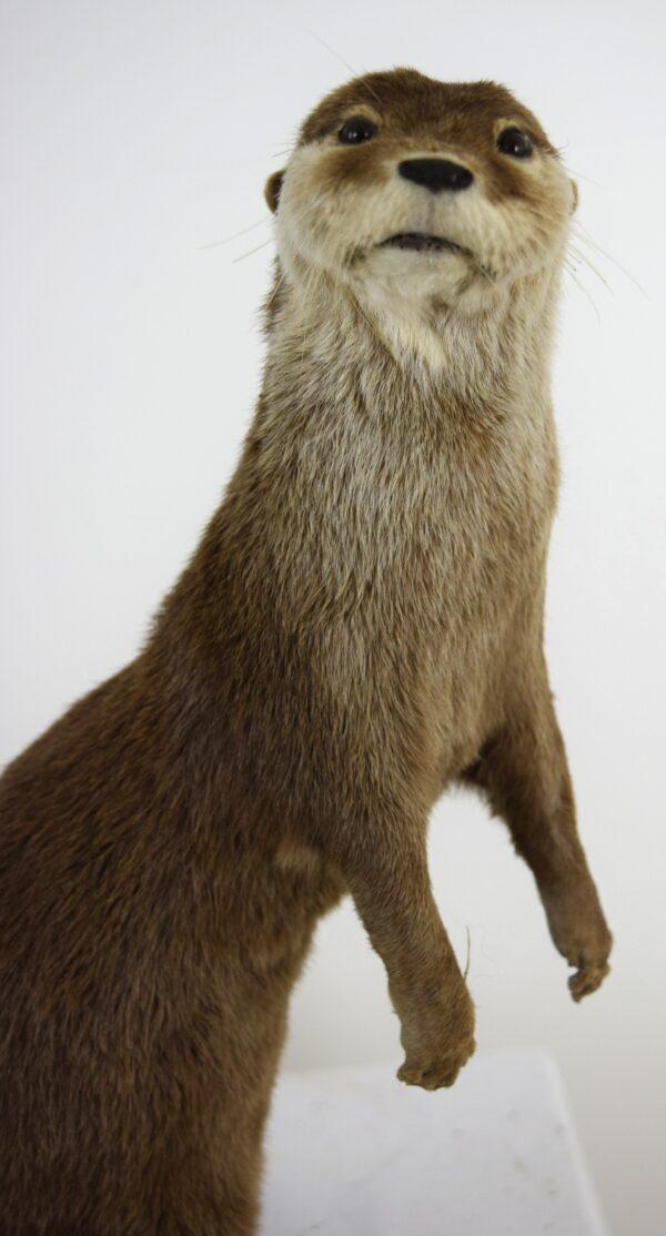 Taxidermy Oriental Small-clawed Otter - Image 2