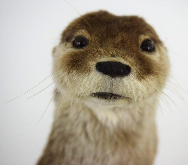 Taxidermy Oriental Small-clawed Otter - Image 3