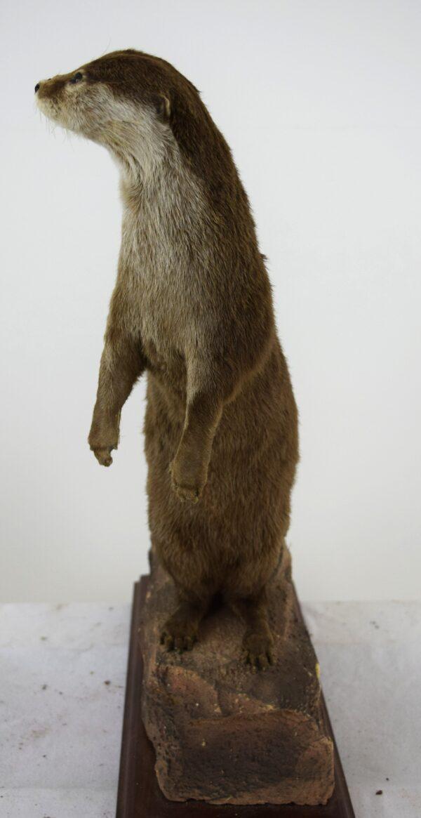 Taxidermy Oriental Small-clawed Otter - Image 4