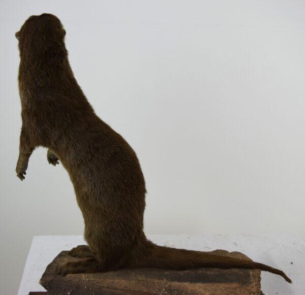 Taxidermy Oriental Small-clawed Otter - Image 5