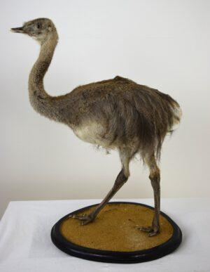 Taxitermy Large Rhea Chick
