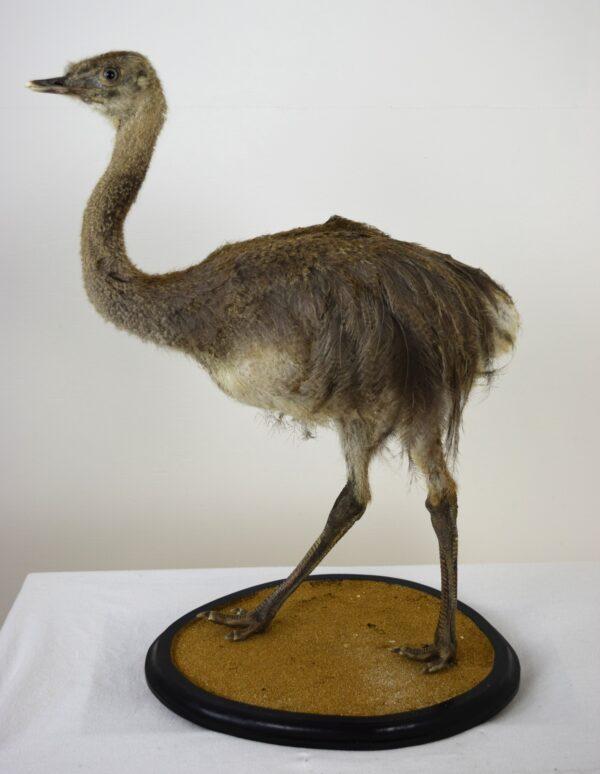 Taxitermy Large Rhea Chick