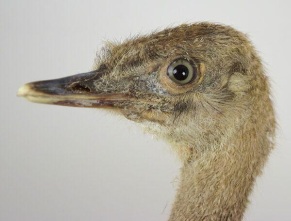 Taxitermy Large Rhea Chick - Image 2