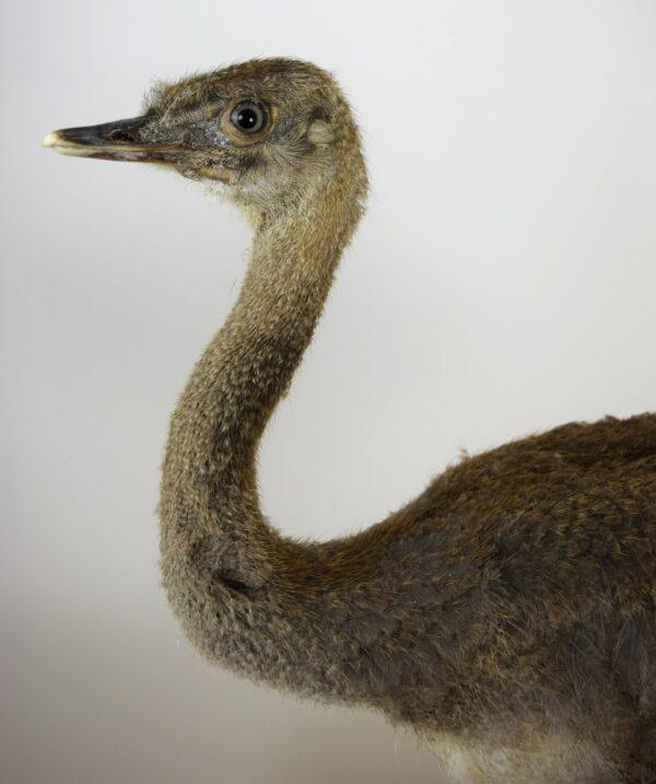 Taxitermy Large Rhea Chick - Image 3