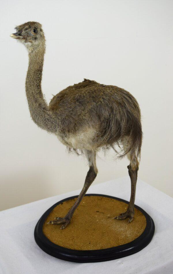 Taxitermy Large Rhea Chick - Image 4