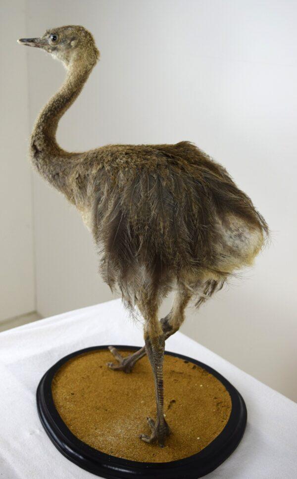 Taxitermy Large Rhea Chick - Image 5