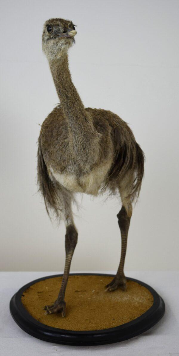 Taxitermy Large Rhea Chick - Image 6
