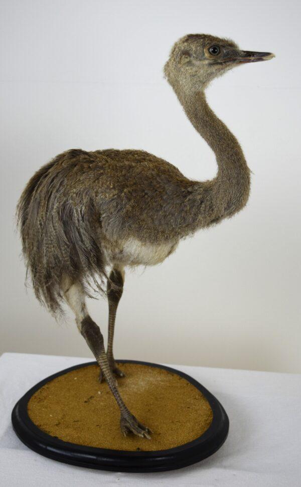 Taxitermy Large Rhea Chick - Image 7