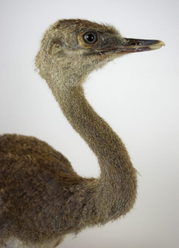 Taxitermy Large Rhea Chick - Image 8
