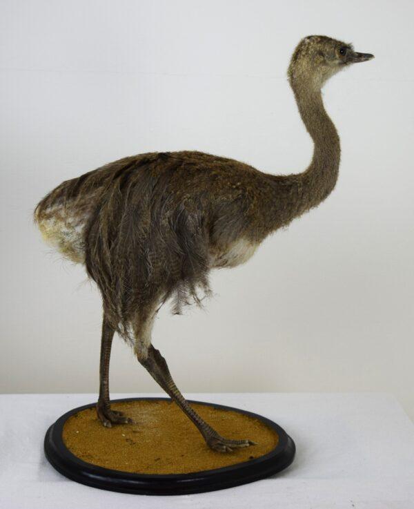 Taxitermy Large Rhea Chick - Image 9