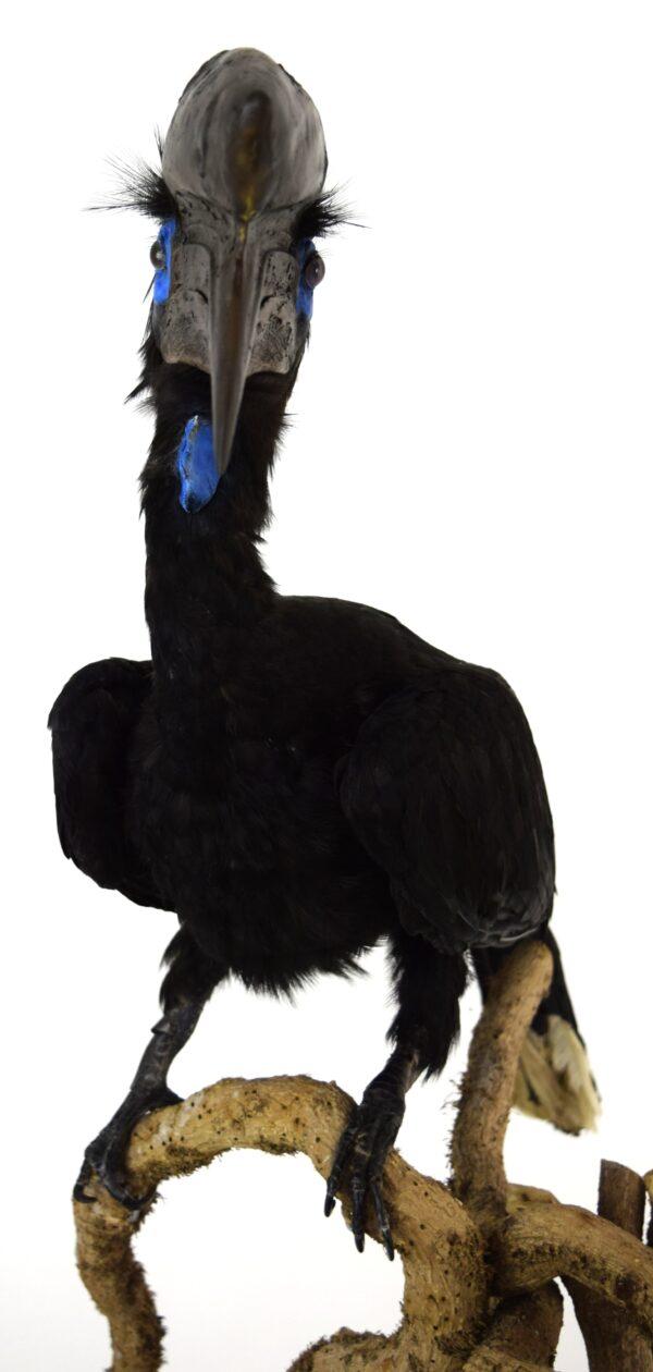 Taxidermy Black Casqued-wattled Hornbill - Image 4