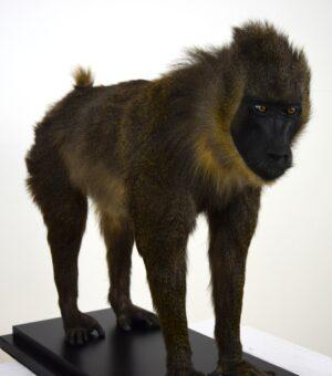 Taxidermy Drill Baboon