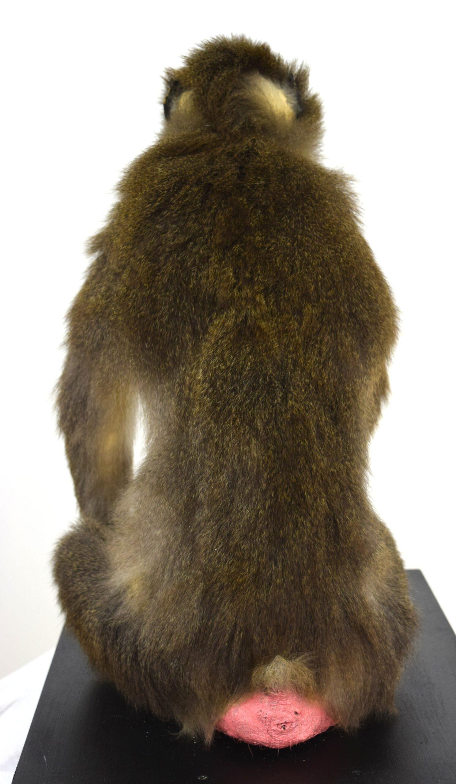 Taxidermy Drill Baboon - Image 9