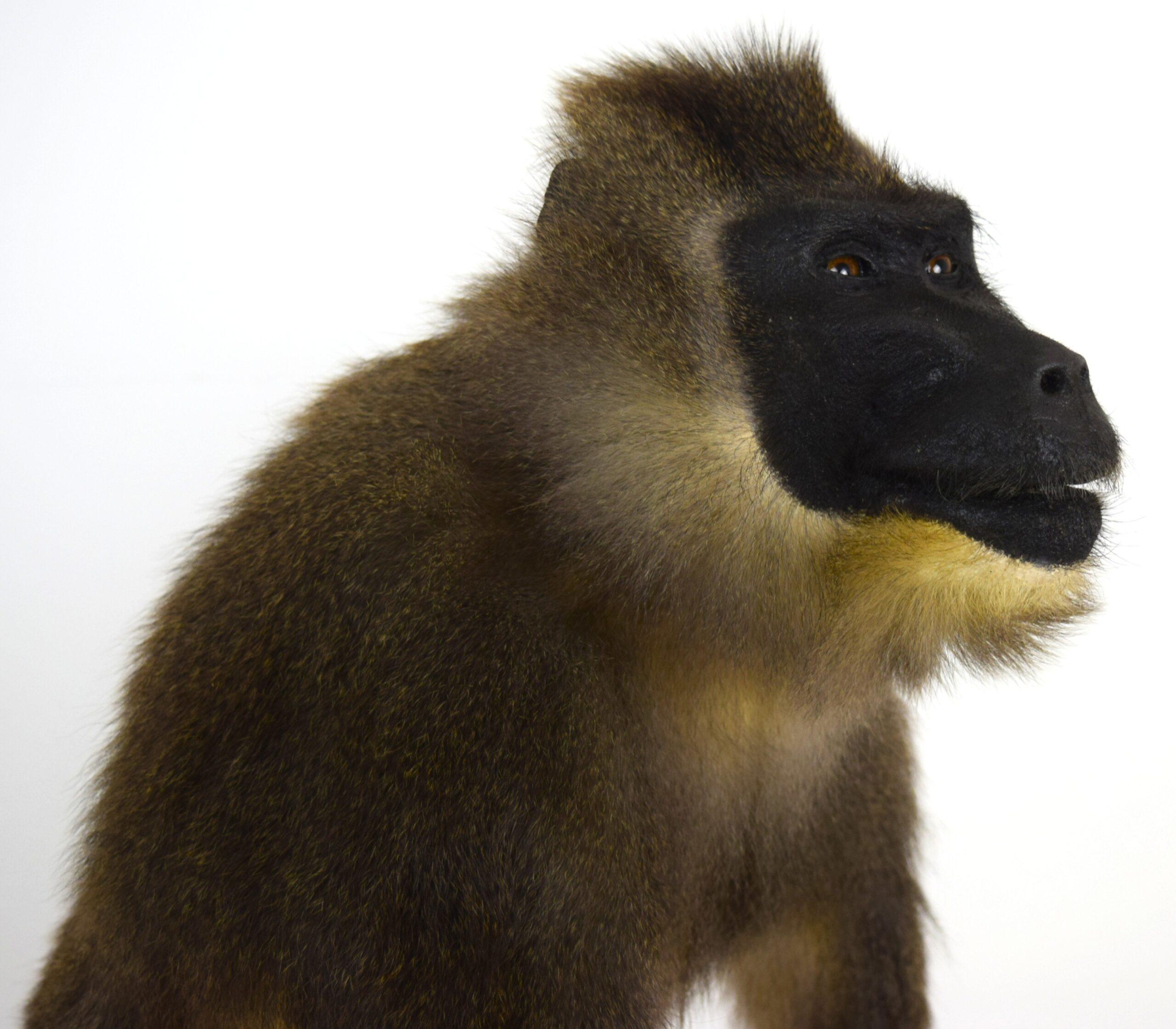Taxidermy Drill Baboon - Image 3