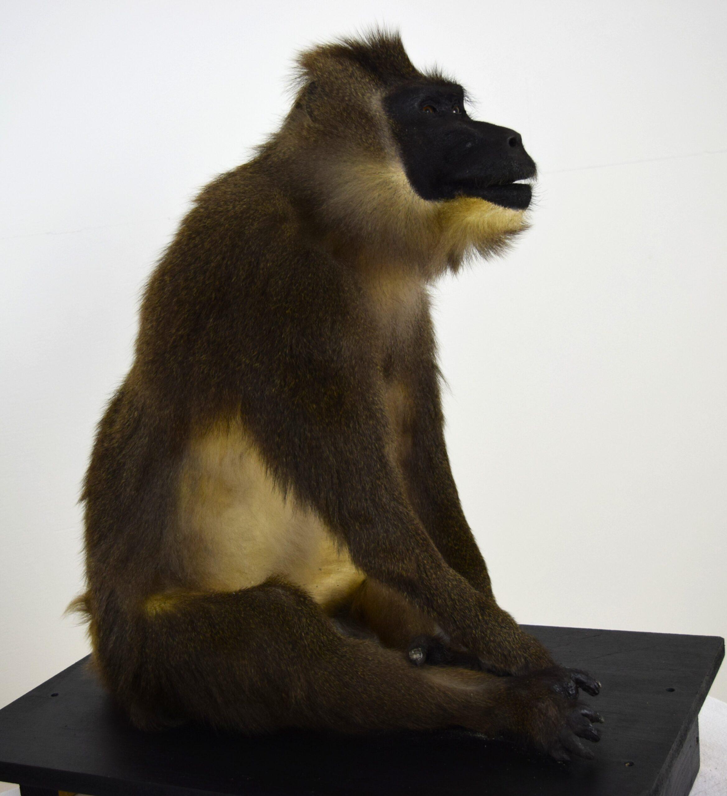 Taxidermy Drill Baboon