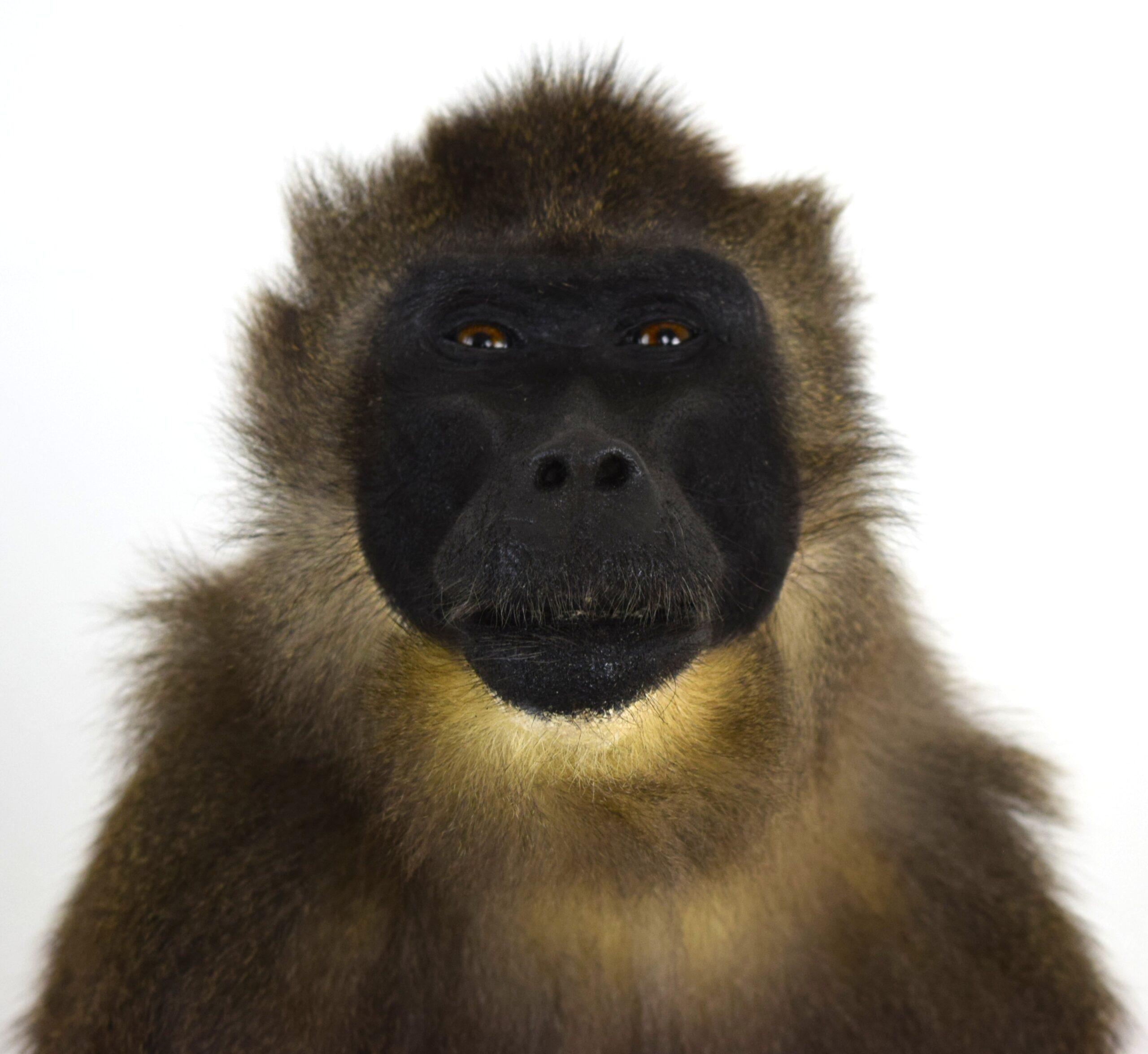 Taxidermy Drill Baboon - Image 4