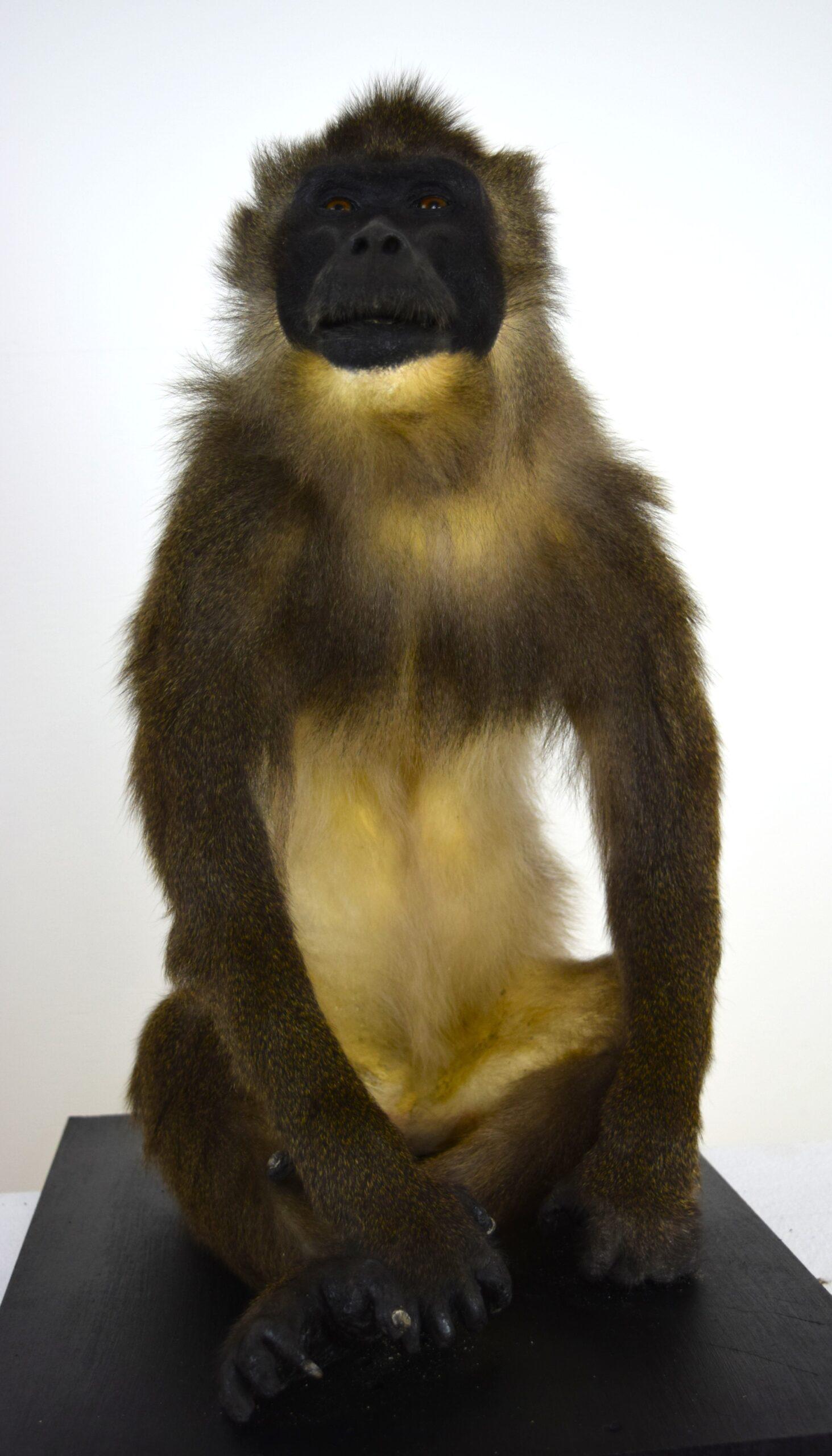 Taxidermy Drill Baboon - Image 7