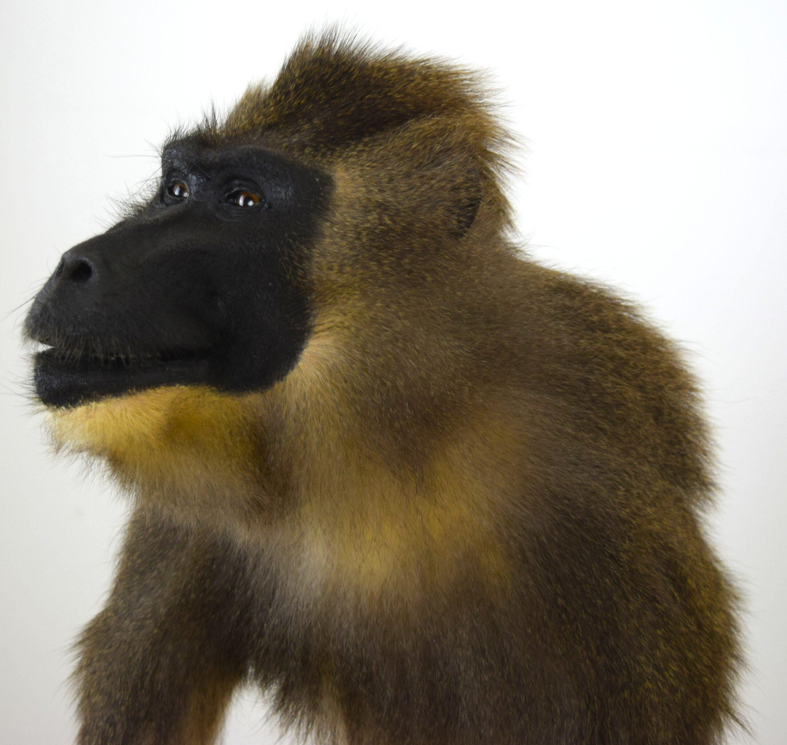 Taxidermy Drill Baboon - Image 6