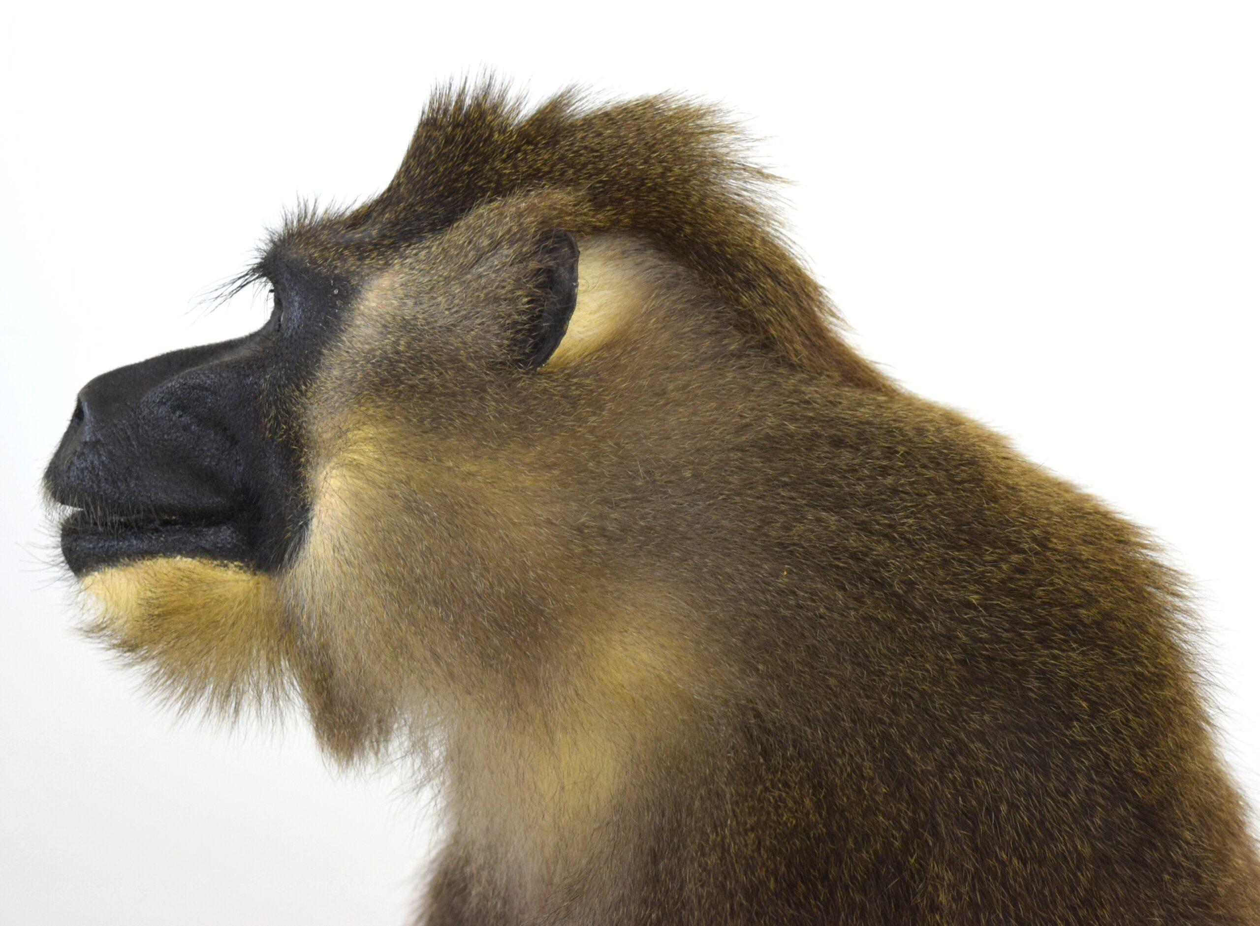 Taxidermy Drill Baboon - Image 5
