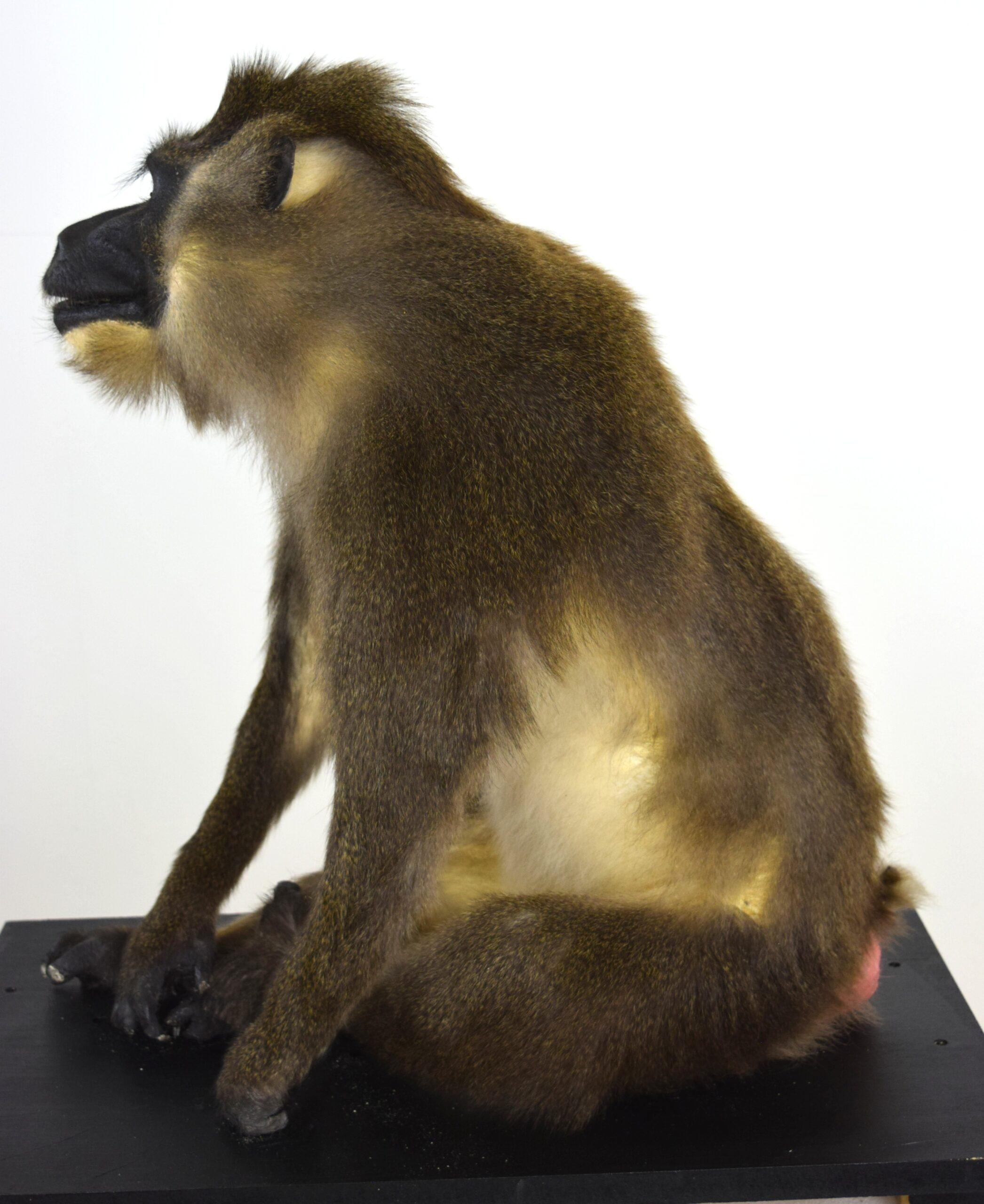 Taxidermy Drill Baboon - Image 8