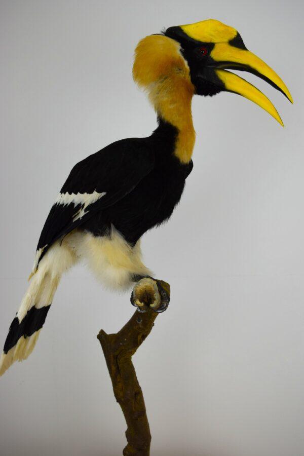 Taxidermy Great Hornbill - Image 3
