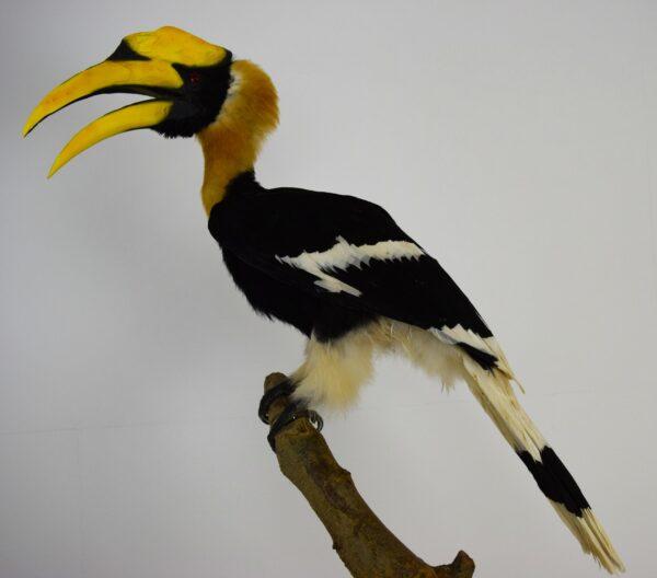 Taxidermy Great Hornbill Male