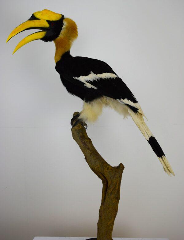 Taxidermy Great Hornbill - Image 2