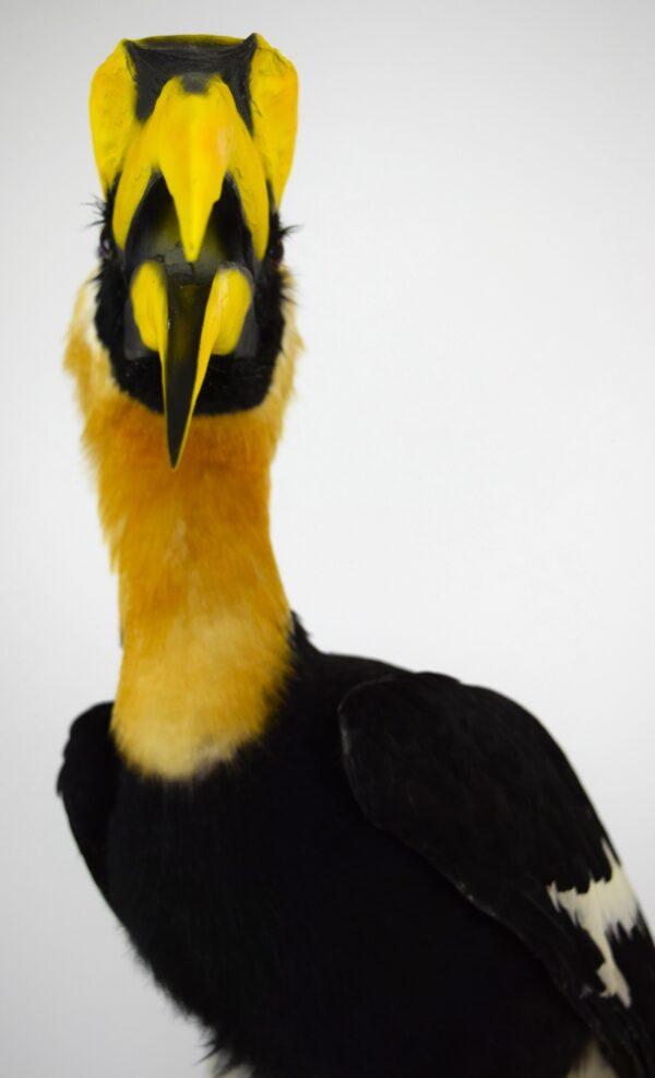 Taxidermy Great Hornbill - Image 4
