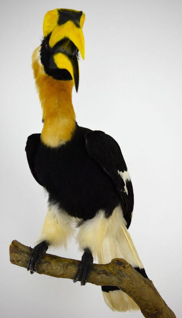 Taxidermy Great Hornbill - Image 5