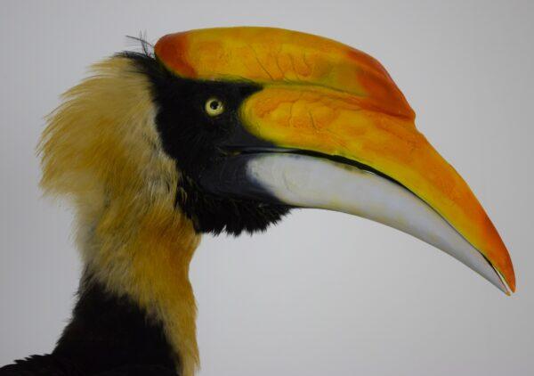 Taxidermy Great Hornbill - Image 13