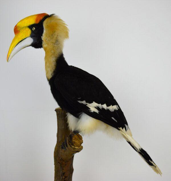 Taxidermy Great Hornbill - Image 2