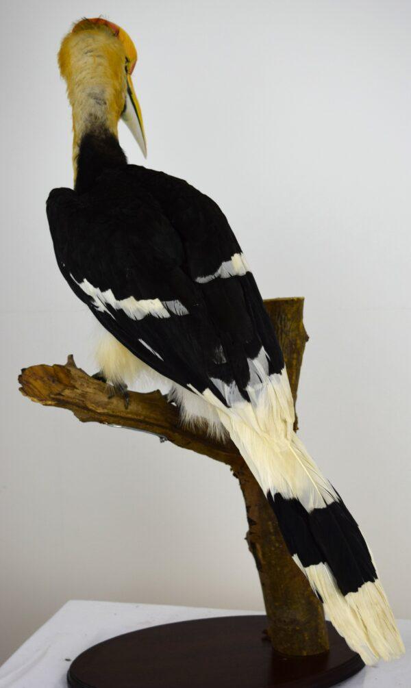 Taxidermy Great Hornbill - Image 4