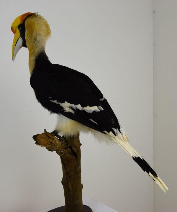 Taxidermy Great Hornbill - Image 3