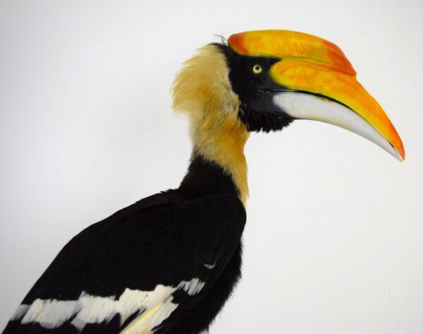 Taxidermy Great Hornbill - Image 12