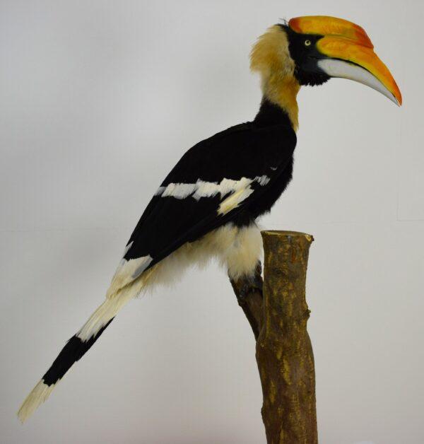 Taxidermy Great Hornbill - Image 11