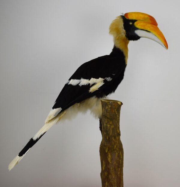 Taxidermy Great Hornbill