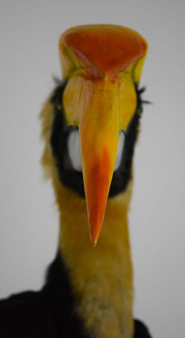 Taxidermy Great Hornbill - Image 9