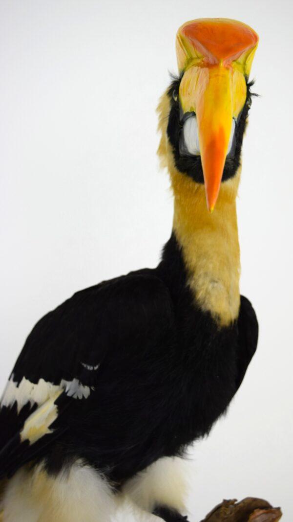 Taxidermy Great Hornbill - Image 8