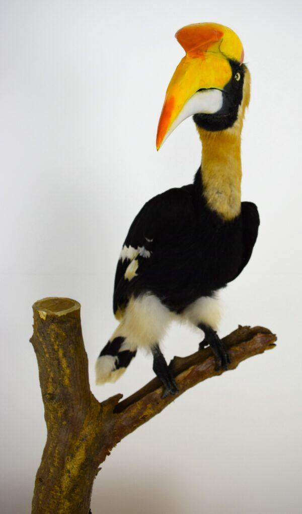 Taxidermy Great Hornbill - Image 7